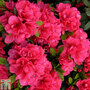 Rhododendron 'Canzonetta' (Azalea Group)