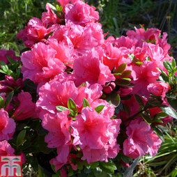 Rhododendron 'Chipmunk' (Azalea Group)