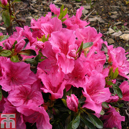 Rhododendron 'Dearest' (Hyde) (Azalea Group)