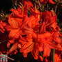 Rhododendron 'Fireball' (Azalea Group)