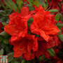 Rhododendron 'Firecracker' (Azalea Group)