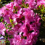 Rhododendron 'Flower Arranger' (Hyde) (Azalea Group)