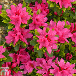 Rhododendron 'Geisha Pink' (Azalea Group)