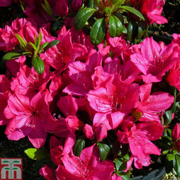 Rhododendron 'Georg Arends' (Azalea Group)