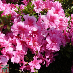 Rhododendron 'George Hyde' (Hyde) (Azalea Group)