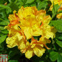 Rhododendron 'Glowing Embers' (Azalea Group)