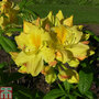 Rhododendron 'Golden Sunset' (Azalea Group)