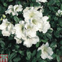 Rhododendron 'Gumpo White' (Azalea Group)