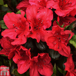 Rhododendron 'Johanna' (Azalea Group)