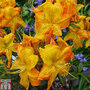 Rhododendron 'Klondyke' (Azalea Group)