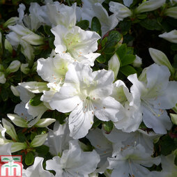 Rhododendron 'Mary Helen' (Azalea Group)