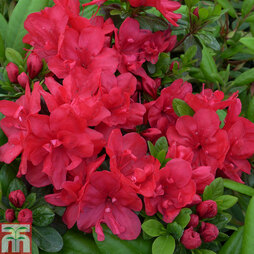 Rhododendron 'Mother's Day' (Azalea Group)