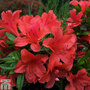 Rhododendron nakaharae orange-flowered (Azalea Group)