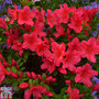 Rhododendron 'Nico' (Azalea Group)