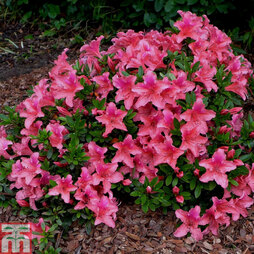 Rhododendron 'Pink Pancake' (Azalea Group)