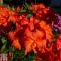 Rhododendron 'Royal Command' (Azalea Group)