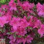 Rhododendron 'Salmon's Leap' (Azalea Group)