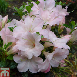 Rhododendron 'Sir Robert' (Azalea Group)