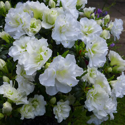 Rhododendron 'Snow Pearl' (Azalea Group)
