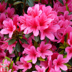 Rhododendron 'Silvester' (Azalea Group)