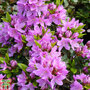 Rhododendron 'Tit-willow' (Azalea Group)