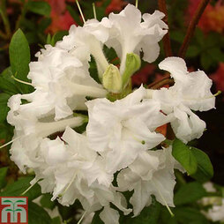Rhododendron 'Whitethroat' (Azalea Group)