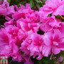 Rhododendron 'Wombat' (Azalea Group)