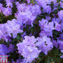 Rhododendron 'Blue Diamond'