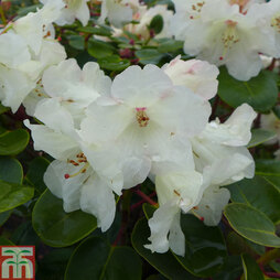 Rhododendron 'Cowslip'