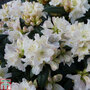 Rhododendron 'Dora Amateis'