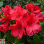 Rhododendron 'Elizabeth'