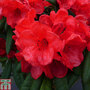 Rhododendron 'Elizabeth Red Foliage'