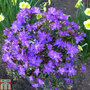 Rhododendron fastigiatum 'Blue Steel'