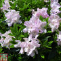 Rhododendron 'Robert Seleger'