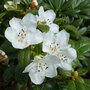 Rhododendron 'Snow Lady'