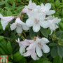 Rhododendron 'Tinkerbird'