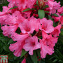 Rhododendron 'Winsome'