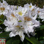 Rhododendron 'Cunningham's White'