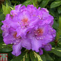Rhododendron 'Goldflimmer'