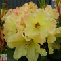 Rhododendron 'Nancy Evans'