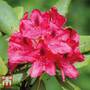 Rhododendron 'Nova Zembla'