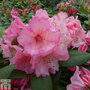 Rhododendron 'Virginia Richards'