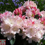 Rhododendron 'Dreamland'