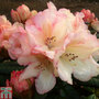 Rhododendron 'Grumpy'