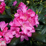 Rhododendron 'Kalinka'