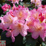 Rhododendron 'Percy Wiseman'