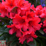 Rhododendron 'Titian Beauty'