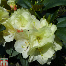 Rhododendron 'Lemon Dream'