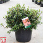 Rhododendron 'Thierry'