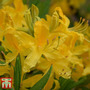 Rhododendron 'Harvest Moon'